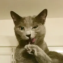 A***v