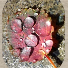 Else камень розовый красный лист капли воды цветочный 3d узор принт Нескользящая микрофибра гостиная современный Овальный моющийся ковер