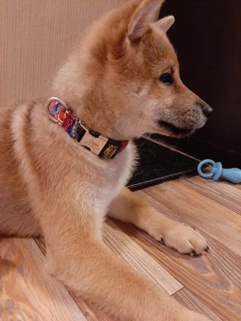 Köpek boyun tasması