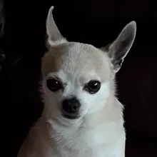 d***t