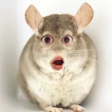 c***a