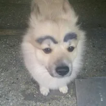 y***g