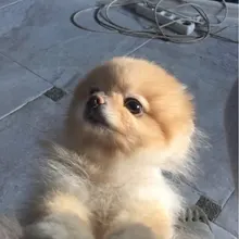 M***h