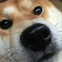 Y***a