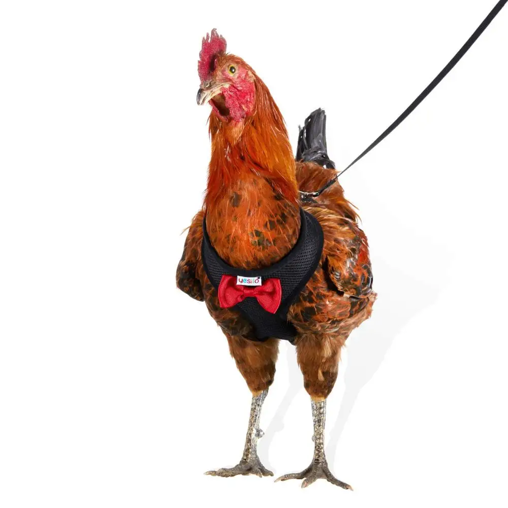 

Yesito Chicken Harness Hen Size With 6ft Matching Leash - Adjustable, Resilient, Comfortable Breathable