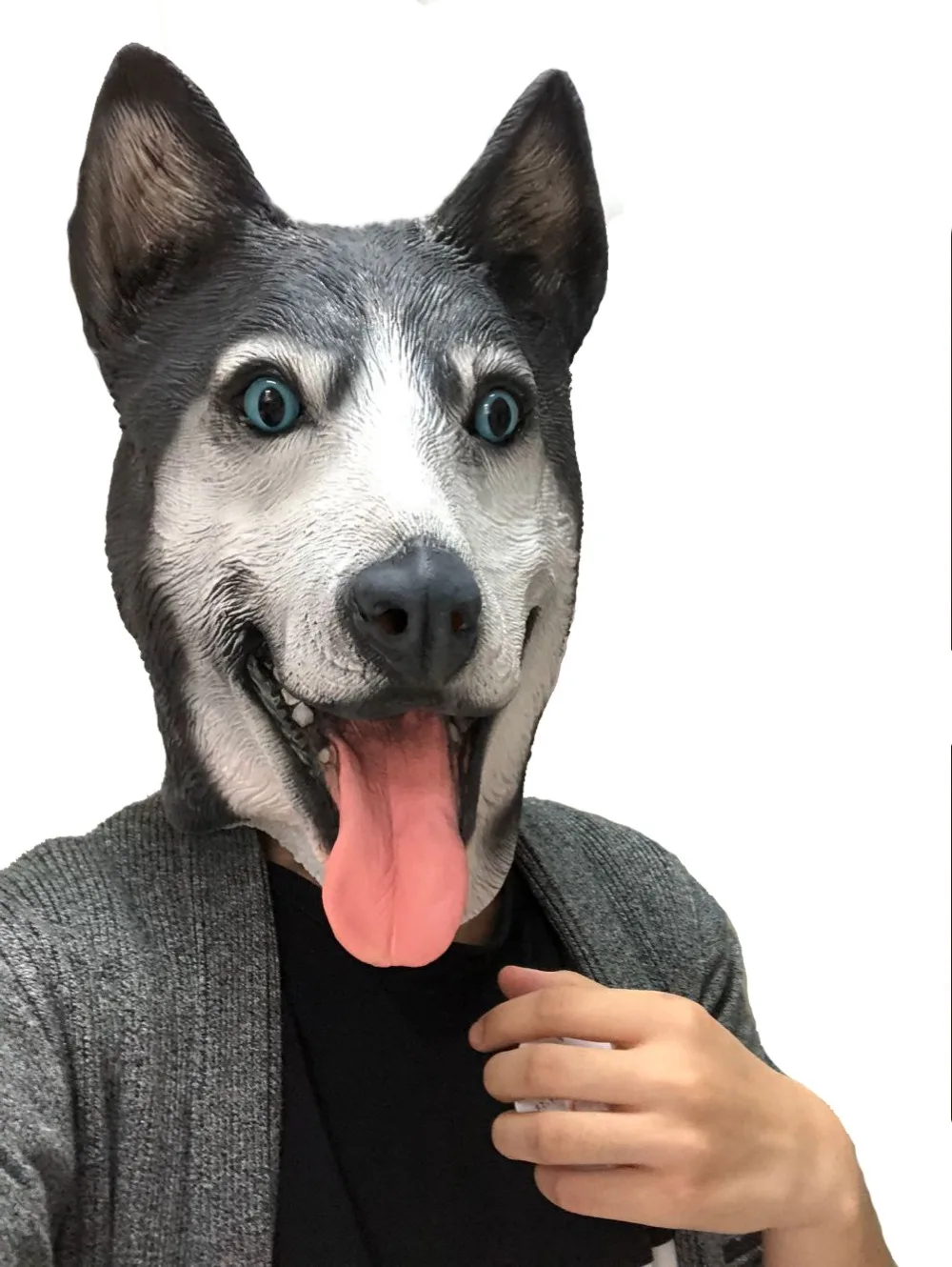 Siberian Husky (1)