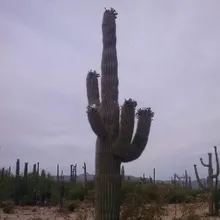 J***G