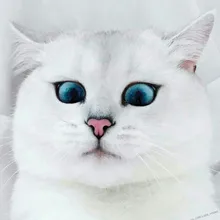 K***a