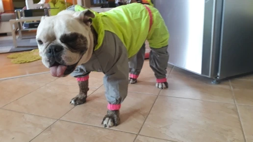 Köpek yağmurluk