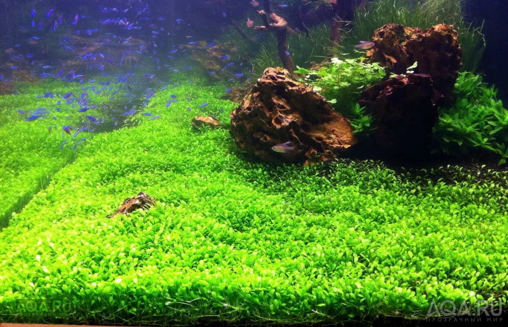 Картинка с форума