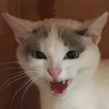 L***D