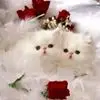 L***a