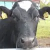T***g