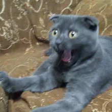 V***v