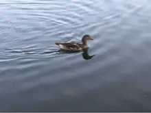 S***v