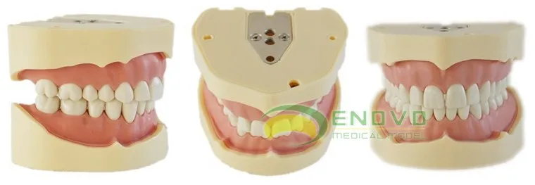 DH/13005-SF, SF; сезон осень-зима для замены для анатомические модели уход за зубами, 32 шт./компл., подходит для Frasaco AG-3 зубной челюсти