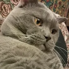 S***a
