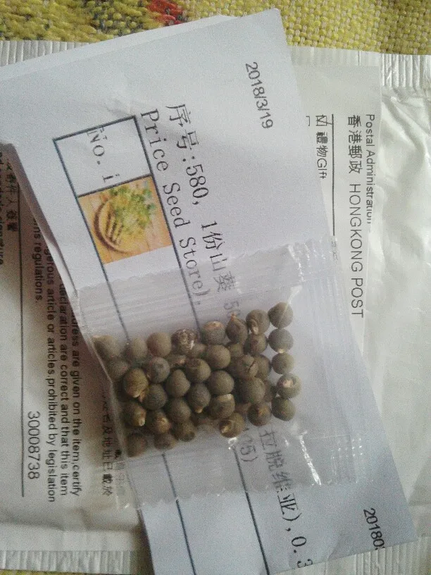 50pcs Wasabi Horseradish Seeds Best Seeds Online Free Shipping