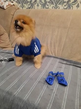 Adidog-ropa para perros pequeños, chaqueta con capucha deportiva de invierno, suéter de algodón suave abrigado puro, Chihuahua de peluche, ropa para cachorros