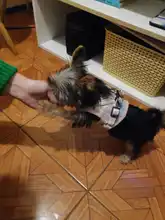 Arnés de malla transpirable para perro, conjunto de arnés y correa ajustable para perros pequeños, Collar reflectante para mascotas, accesorios para perros