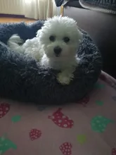 Cama de perro supersuave y larga de felpa, caseta redonda de Donut para perro, cojines suaves cómodos, esterilla cálida para invierno, accesorio para casa para perro y gato