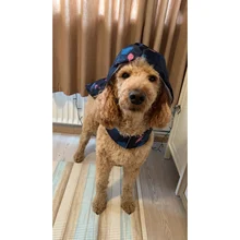 TOMEPETS impermeable para perro mascota de dibujos animados Adorable ropa suave ligero impermeable para grandes, medios de perro con capucha