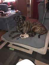 Juguete de peluche suave con 8 patas de pulpo para perros, juguete interactivo para jugar al aire libre, con sonido sonoro, juguete dental para masticar