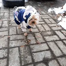 Coats Jacket French Bulldog Waterproof Pet-Dog Small-Dogs Chihuahua Winter Warm for Pets-Clothing