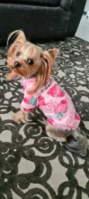 Cute Print Small Dog Hoodie Coat Winter Warm Pet Clothes for Chihuahua Shih Tzu Sweatshirt