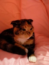 Bed Product-Items Dogs-Tent Dog-House Sleeping-Bag Shark Small Pet-Cushion Large Dropship