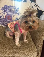 Ropa cálida para perros pequeños, abrigo para perros a prueba de viento, chaqueta acolchada, atuendo con chaleco, ropa para Chihuahua y Yorkshire 35