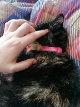 Collar de nailon con lazo para perro y gato, para mascota, con lazo, Color caramelo, 1 unidad