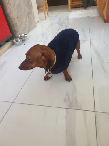 DogMEGA Fleece Warm Sweater for Small and Medium Dog photo review