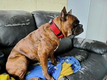 Necklace Name-Tags Dog-Collar KOMMILIFE Personalized For Dogs Nylon with Explosion-Proof