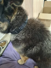 Leash-Set Training-Supplies Pets Pet-Dog German Shepherd Tactical-Collar Dogs Quick-Release