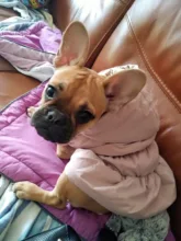 Hoodie Coat Outfit Warm-Dress Girl Dog Winter Princess New Floral 6-Sizes Bubble-Skirt