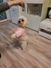 Puppy-Outfit Pet-Clothing Dogs-Coat Fleece Chihuahua York Winter Medium Hoodie Small
