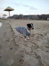 Sweatshirt Coat Puppy Yorkies Dog Chihuahua Cotton Fish-Bone-Print for Small Cats Cozy