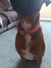 Dog-Collar Bulldog German Shepherd Wide-Leather Padded Pet-Dog Perro Soft for Medium