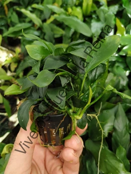 

Plant for aquarium. GLOSOSSOSTIGMA ELATINOIDES