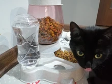 Alimentador automático de mascotas, para perros y gatos, depósito de comida de 2.2L y de agua de 528ml, suministro lento de comida