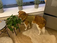 Dog-Harness Loop Dog-Molle-Vest Working Tactical with 2-Metal Buckle Hook Clip Handle