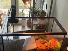 Conjunto de lámpara para reptiles UVA + UVB 3,0, con soporte de bombilla con Clip y termómetro, higrómetro, Tortuga, Kit de lámpara de calentamiento de base