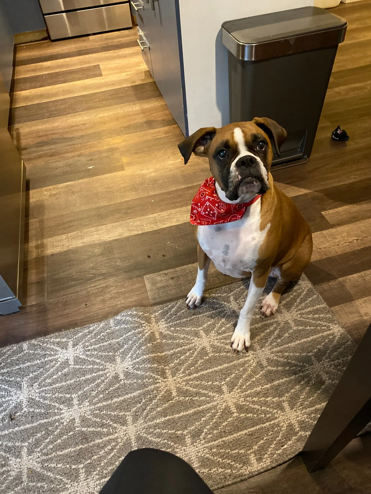 Dog Scarf Adjustable | Cute Dog Bandanas | Dog Neckerchief photo review