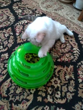 Three-Levels Tower-Tracks-Disc Ball Cat-Toys Interactive-Training-Amusement-Plate Cat-Intelligence