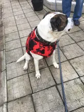 Vest Coat Jacket Pet-Dog-Clothes French-Bulldog-Pet Dogs Small Waterproof Large Winter