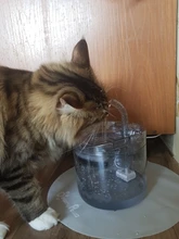 Cat-Water-Fountain Faucet Drinker Pet-Sensor TRANSPARENT-FILTER Dog-Water-Dispenser Downypaws