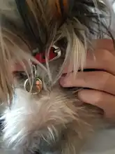 Chapa identificativa para mascotas, accesorio personalizado con el nombre grabado del perro o gato para colocar en el collar, MW001