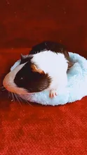 Nido de hamsters de terciopelo cálido para mascotas, protección de algodón ártico, hámster, erizo, Chinchilla, conejo, cama para mascotas, 5 colores S/L, suministros para mascotas