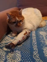 Doll-Pillow Cat-Toy Cat Mint Simulation-Fish Grass-Carp Funny New Pet-Molar